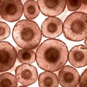 Ultra Structure of Animal Cells Microslide